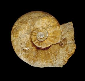 Mit sagenhaften 1,80 m Durchmesser ist er der größte Ammonit (Parapuzosia seppenradensis) der Welt. Er wurde zum Wahrzeichen des Westfälischen Museums für Naturkunde. Fundort: Seppenrade. Foto: LWL/Thomas