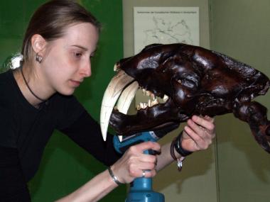 Präparatorin Patricia Keblowski schraubt die Knochen des Säbelzahnkatzeskeletts für die neue Sonderausstellung im LWL-Museum für Naturkunde zusammen. Foto: Fialla, LWL.