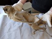 Vorsichtig hebt ein Mitarbeiter des LWL-Museums für Naturkunde die Mumie aus seiner schützenden Verpackung, um sie in der neuen Sonderausstellung zu zeigen. <br>Foto: LWL/Fialla<br />