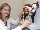 Ausstellungsmacherin  Christina Burmeister stellt in der Aus-stellung die Katzenbiologie vor.<br>Foto: LWL/Fialla<br />