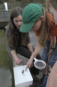 Ein Molch ist dieser kleinen Forscherin und Safari-Leiterin Birgit Ehses ins Netz gegangen.<br>Foto: LWL/Hudemann<br />