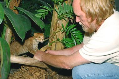 Werner Beckmann, Präparator im LWL-Museum für Naturkunde, setzt das neue Exponat der Flachkopfkatze in die Sonderausstellung.<br>Foto: LWL/Berenika Oblonczyk.<br /> 