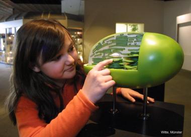 Verlängert wurde bis Mitte Oktober die Pflanzenwelten-Ausstellung im LWL-Museum für Naturkunde.<br>Foto: Witte, Münster.<br />