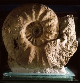 Ein Kopffüßler von gigantischem Ausmaß: Der Rekord-Ammonit aus dem LWL-Naturkundemuseum in Münster.<br>Foto: LWL/Thomas<br /> 