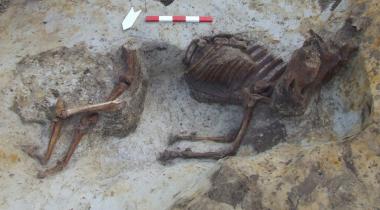 Ausgegraben: Das Pferd des Varus in Warendorf.<br>Foto: Wolfram Wintzer<br />