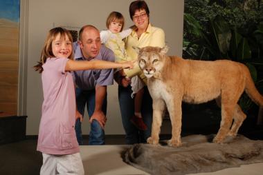 Verlängert wurde bis Mitte August die Katzenausstellung im LWL-Museum für Naturkunde.<br>Foto: LWL/Oblonczyk.<br />