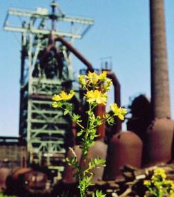 Blüten der Industriebrache. <br>Foto: LWL<br />