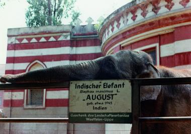 Der Indische Elefant ¿August¿. Ein Geschenk des Landschaftsverbandes Westfalen-Lippe (LWL) an den Zoo in Münster, 1950.          <br>Foto: Archiv des Allwetterzoos Münster<br />