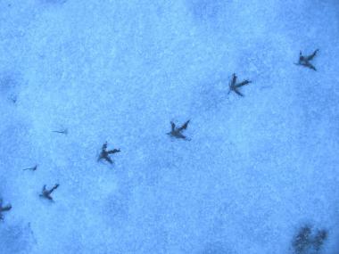 Der Schnee macht Tierspuren besonders gut sichtbar. <br>Foto: LWL<br />