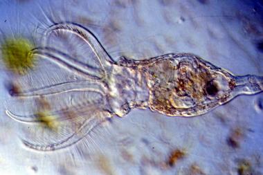 Rädertiere und anderes Plankton können von allen Naturliebhabern im Kurs am Heiligen Meer untersucht werden. <br>Foto: H.Messerschmidt<br />