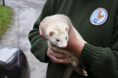 Ein Frettchen ist bei der nächsten Spätschichtführung zu Gast. <br>Foto: PR</br>