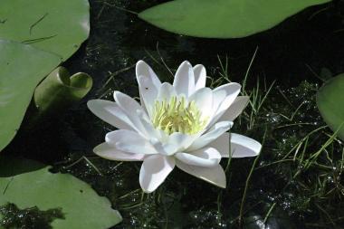 Nicht nur die Seerose vom ¿Großen Heiligen Meer¿ gibt es im naturkundlichen Kurs zu sehen. <br>Foto: Pust/LWL.<br />