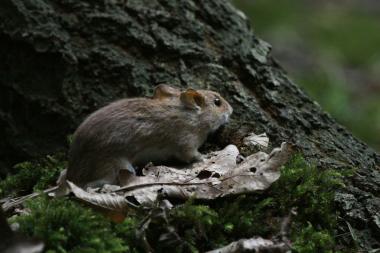 Die Gelbhalsmaus breitet sich im Münsterland aus. Im Foto ist eine präparierte Maus zu sehen. <br>Foto: LWL/Kriegs<br />