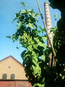 Bohnen, die zum Himmel wachsen ¿ aufgenommen im Arbeitergarten des LWL-Textilmuseums Bocholt.<br>Foto: LWL/Schober<br /> 