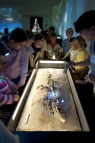 Faszinierende Fossilien werden in der Schatzkammer der Sonderausstellung ¿Messel on Tour¿ erforscht. <br>Foto: LWL/Oblonczyk<br />