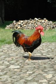 Am kommenden Wochenende dreht sich bei der Detmolder Residenzschau im LWL-Freilichtmuseum Detmold alles um das Thema Geflügel.  <br>   Foto: LWL<br />