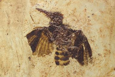Eine öffentliche Sonntagsführung zu den versteinerten Tieren aus Messel bietet das LWL-Museum für Naturkunde in der Sonderausstellung ¿Messel on Tour¿ an. <br>Foto: Fuhrmannek, HLMD. <br />
