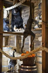 Ein Familientag mit biblischen Tieren findet im LWL-Museum für Naturkunde statt. <br>Foto: LWL, Oblonczyk<br />