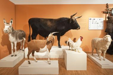 Eine öffentliche Sonntagsführung bietet das LWL-Museum für Naturkunde ab sofort in der Sonderausstellung ¿Tiere der Bibel¿ an. <br>Foto: LWL/Oblonczyk<br />