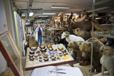 Sammeln, Bewahren, Erforschen und Vermitteln ¿ Das LWL-Museum für Naturkunde stellt zahlreiche Tiere und Pflanzen in einer kleinen Schau vor. <br>Foto: LWL/Oblonczyk.<br />