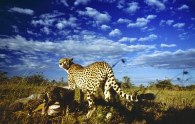 ¿Serengeti¿ eröffnet die SchulKinoWochen NRW 2011 im Metropolis Kino in Emsdetten <br>Foto: Universum Film<br />