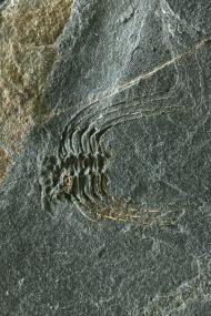 Trilobit Selenopeltis. Das Fossil hat eine Höhe von 10 mm.<br> Foto: LWL/Klaas<br />