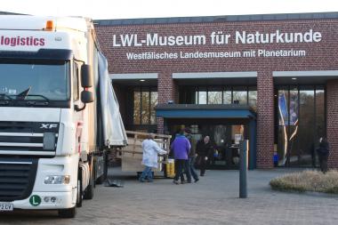 Aus Österreich ist jetzt ein seltenes Exponat eines Weißen Hais für die neue Sonderausstellung ¿Bionik ¿ Patente der Natur¿ angekommen. <br>Foto: Seyfferth, LWL.<br />