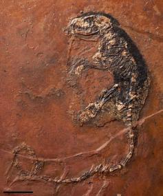 "Peradectes" aus Messel. <br>Foto: Hessisches Landesmuseum Darmstadt<br />