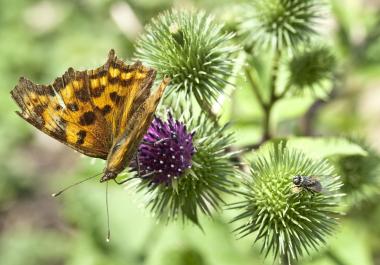 Ein Patent der Natur: Die pflanzliche Klette war Vorbild für die Entwicklung von Klettverschlüssen - eines der bekanntesten Beispiele für Bionik. Foto:  LWL/Oblonczyk