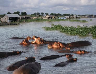 Flusspferde im Mekong-Delta. <br>Foto: Allwetterzoo Münster<br />