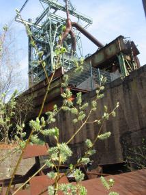 Salweidenkätzchen blühen vor dem Hochofen. &lt;br&gt;Foto: LWL / W. Fischer&lt;br /&gt; 