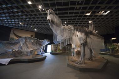 Die Dinosaurier verlassen das LWL-Museum für Naturkunde bis 2014. <br>Foto: Archiv/Oblonczyk, LWL<br />
