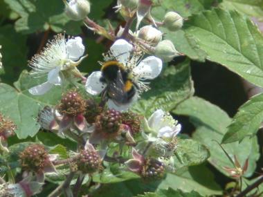 Die Blüten auf der Henrichshütte locken derzeit viele Hummeln an. &lt;br&gt;Foto: LWL&lt;br /&gt; 