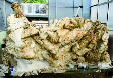 Dicht an dicht: Knochen und Zähne von Südelefanten, gefunden in einem Steinbruch ganz in der Nähe von Dortmund: <br>Foto: LWL/B. Oblonczyk<br />