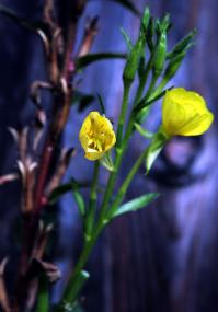 Natur entdecken am Wegesrand. <br>Foto: LWL<br />