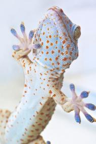 Titelbild der neuen Sonderausstellung ¿Bionik ¿ Patente der Natur¿. <br>Foto: LWL/Oblonczyk<br />