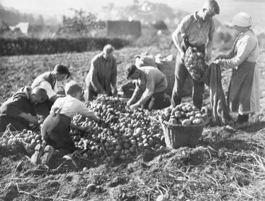 Kinder als Erntehelfer während der  ¿Kartoffelferien¿ um 1930. <br>Foto: LWL-Archiv<br />
