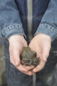 Was machen der Frosch oder die Kröte im Winter? Die Teilnehmer der Zechen-Safari wissen es bald. <br>Foto: LWL<br />