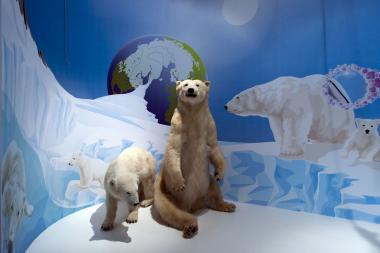 Wie hat sich der Eisbär an seinen Lebensraum angepasst? Beim Werkstattnachmittag werden Eisbär, Pinguin und Co. Erforscht. <br>Foto: LWL/Oblonczyk<br />