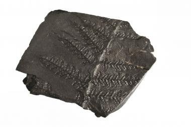 Fossil von einer Pflanze aus der Karbonzeit. <br>Foto: LWL/Hudemann<br />