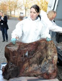 Das Schulterblatt des Wals vor der Mazeration im LWL-Museum für Naturkunde. <br>Foto: Etzkorn, Münster<br />