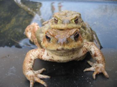 Glück auf ¿ die Kröten kommen. <br>Foto: LWL<br />
