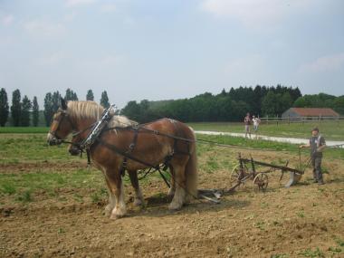 Im LWL-Freilichtmuseum Detmold können junge Menschen das Arbeiten mit Kaltblutpferden lernen. <br>Foto: LWL<br />