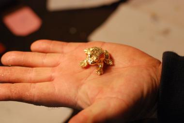 Goldene Frösche sind hoffentlich nicht dabei: Das LWL-Landesmuseum sucht noch kunstinteressierte Männer. <br>Foto: LWL<br />