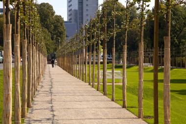 240 neu angepflanzte ¿geführte Linden¿ geben der Parkanlage ihr ursprüngliches Aussehen zurück. <br>Foto: LWL<br />