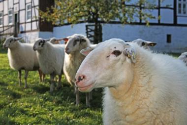 Beim ¿Aktionstag Schafschur¿ im LWL-Freilichtmuseum Detmold dreht sich alles um die Wollverarbeitung. <br>Foto: LWL/Jähne<br />