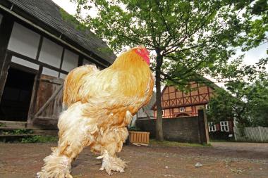 Wer sich am häufigsten lautstark bemerkbar macht, gewinnt beim Hähnewettkrähen im LWL-Freilichtmuseum Detmold am Sonntag. <br>Foto: LWL<br />