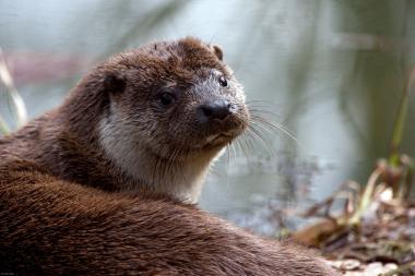 Der Fischotter ist nicht nur niedlich anzusehen sondern auch der Mittelpunkt des neuen Werkstattnachmittags im LWL-Museum für Naturkunde.  <br>Foto: LWL/Kriegs<br />