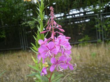 Das schmalblättrige Weidenröschen steht derzeit auf dem Areal der Henrichshütte in voller Blüte. <br>Foto: LWL / Ehses<br />