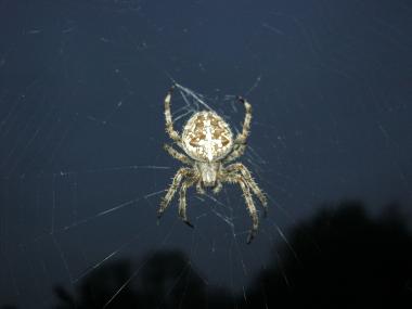Viele Tiere wie diese Kreuzspinne verstecken sich auf dem Gelände des  LWL-Industriemuseums. <br>Foto: LWL/Hudemann<br />
